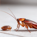 Cockroach Janta Pawrii icon