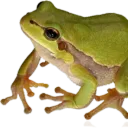 ◖Dokoh's DimmaDome◗'s icon