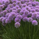 Allium Garden