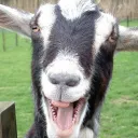 Cabras locas