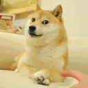 Doge Boi Community