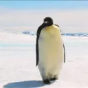 Antarctica Discord