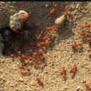 Ants Hole ™