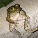 the frog town Server Icon