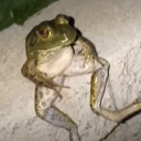 the frog town