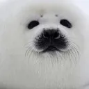 church  of chonki seal