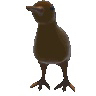 Bird Gang