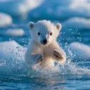 Polar's den