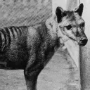 JakGrant's Flame of Thylacines