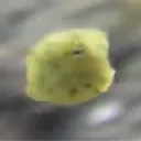 Animal Infodumping