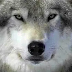 -•Волк не тот кто волк•- — мониторинг Discord сервера, статистика и рейтинг