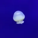 海の中のまんぼう鯖