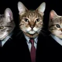 cats & music