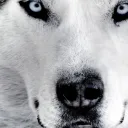 The Wolf Pack