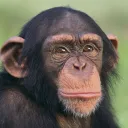 Monkis 🐒