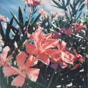 Garden Of Flowers's icon