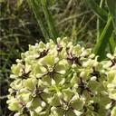 OSU Botanical Society