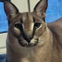 FLOP FO NO HOE