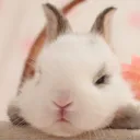 the Rabbit Hole