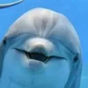 We are the best dolphin of all animals!