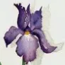 JustSupportNetwork