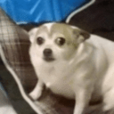 15 TEMMUZ ÅžEHÄ°TLERÄ° DÄ°SCORDU Server Icon