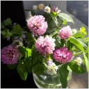 Keegarden