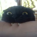 LuckyCat serva