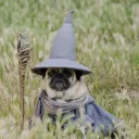 Ninho do Sparrow