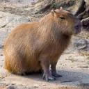Capy Community