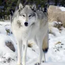 Wolfsrudel
