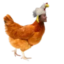 Chicken Nest