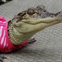 gators lovers