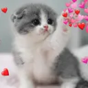 Cute Anime Girls