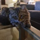 Shez1u's Tavern's icon