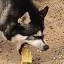 JUSTEmmy's Dog vomit