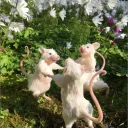 RATAS