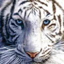 Tiger’s Domicile