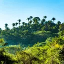 La jungle