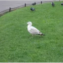 Animaux & nature