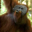🦧Orangutan Oasis🦧