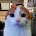 Unfunny Alley | Memes, Nitro & More