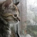 𝙤𝙣𝙞𝙤𝙝'𝙨 𝙘𝙖𝙩 𝙘𝙖𝙛𝙚 ... Discord Server Icon