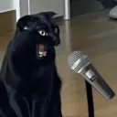 Black cat