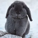 Nayla farm💫 🐰