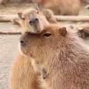 Capybara Supremacy