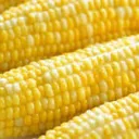 Corn Hub