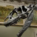 The Dino Gang