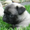 A Grumble of Pug Pals