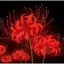 Red Spider Lillies